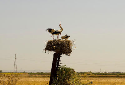 A stork nest with tagged juveniles in Tunisia.